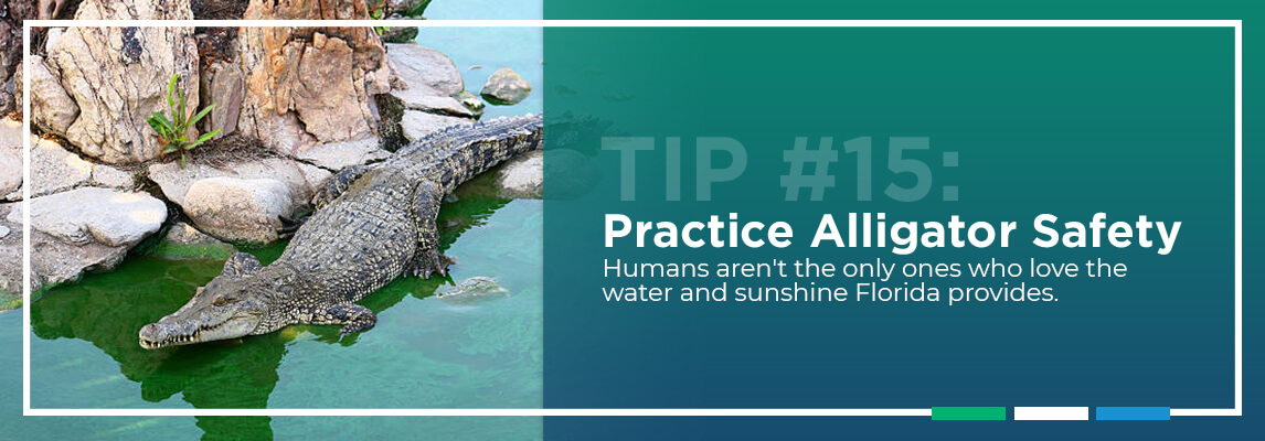 Tip #15: Practice Alligator Safety. Humans aren’t the only ones who love the water and sunshine Florida provides.