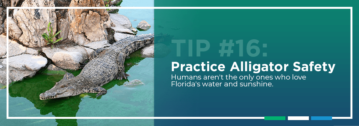 Tip #16: Practice Alligator Safety. Humans aren’t the only ones who love the water and sunshine Florida provides.