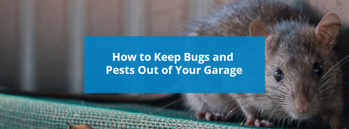 How to Keep Bugs and Pests Out of Your Garage