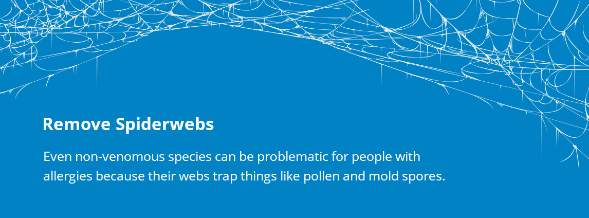 Remove Spiderwebs: Even non-venomous species can be problematic for people with allergies because their webs trap things like pollen and mold spores.